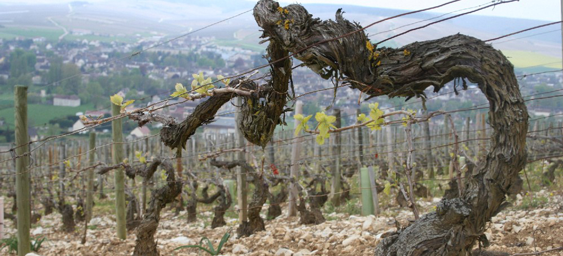 Chablis – fossil magi